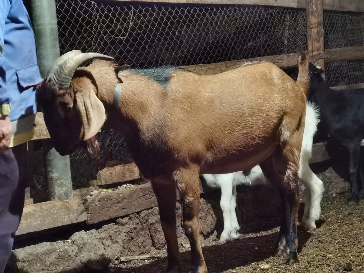 Чешско нубийские козы