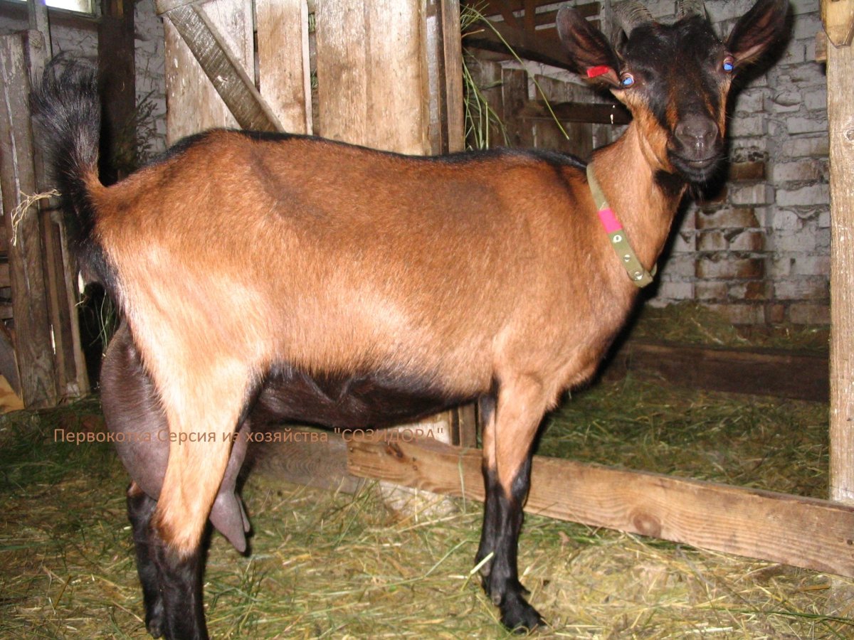 Чешские козы высокоудойные козы