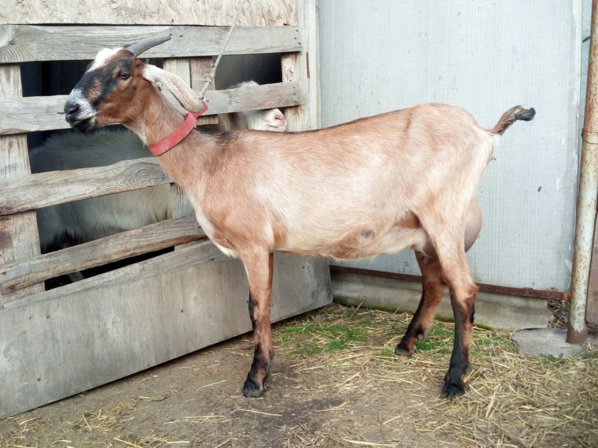 Нубийско Заянская порода коза