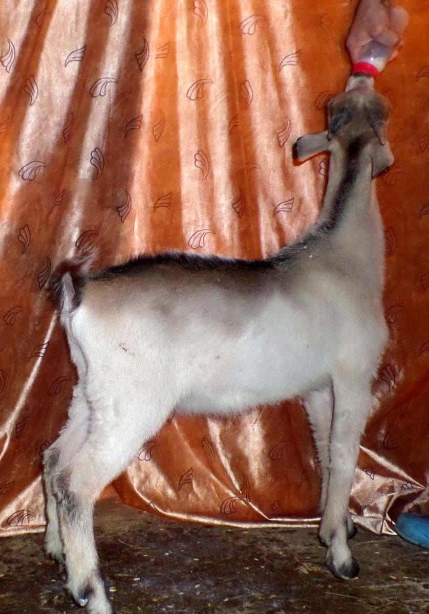 Абиссинская порода коз