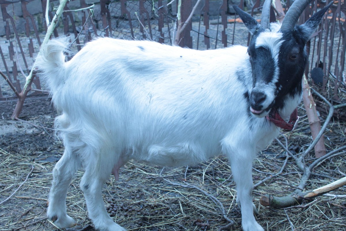 Нубийские козы