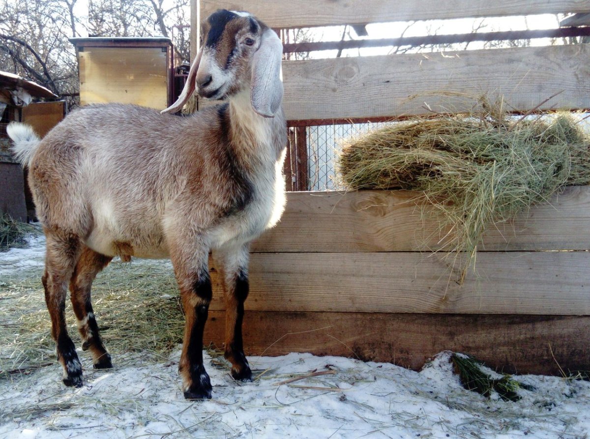 Селекция коз