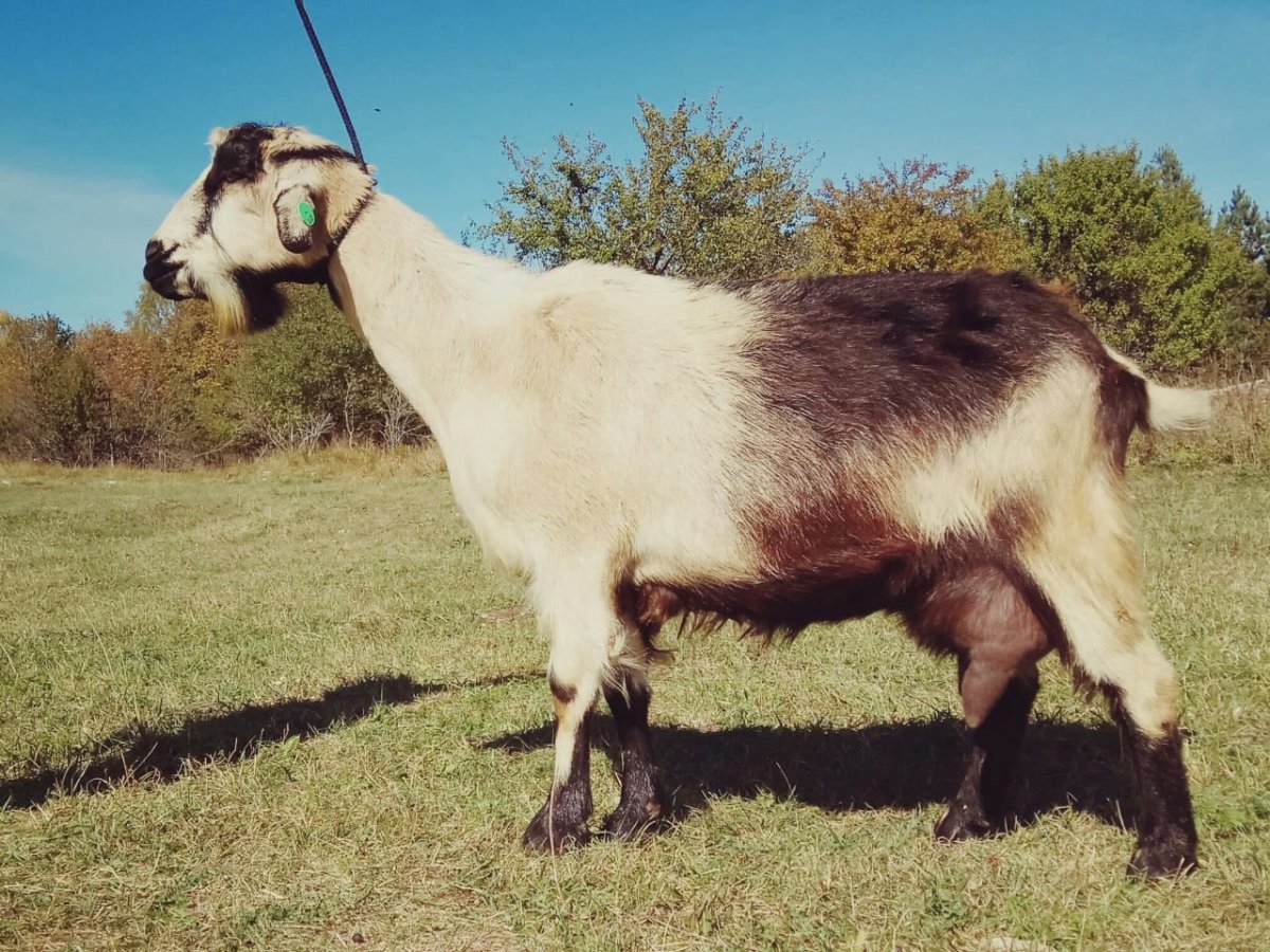 Козы в Краснодарском крае