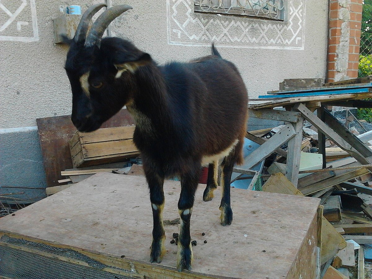 Лохвицкая порода коз