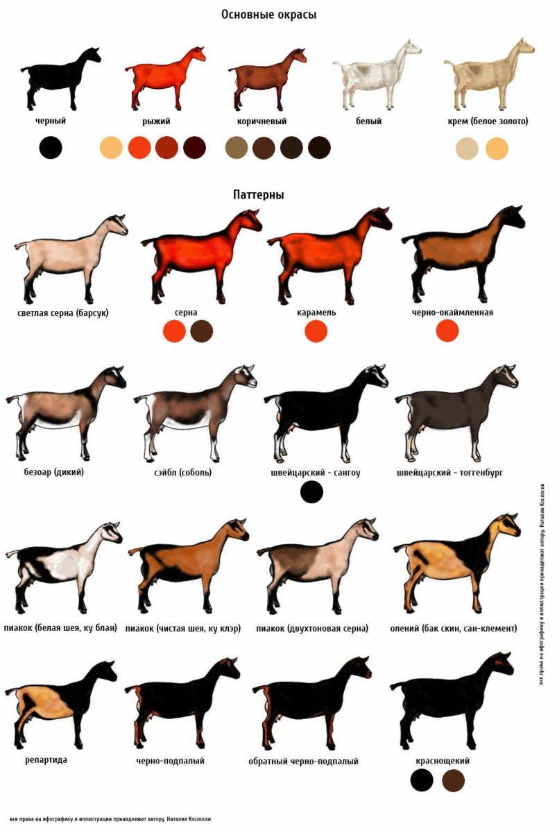 Окрас альпийских коз таблица