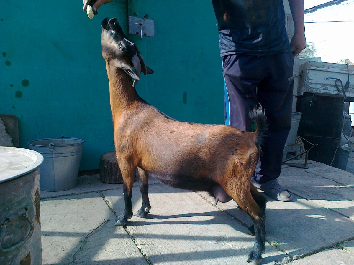 Коза карликовая до 40 см