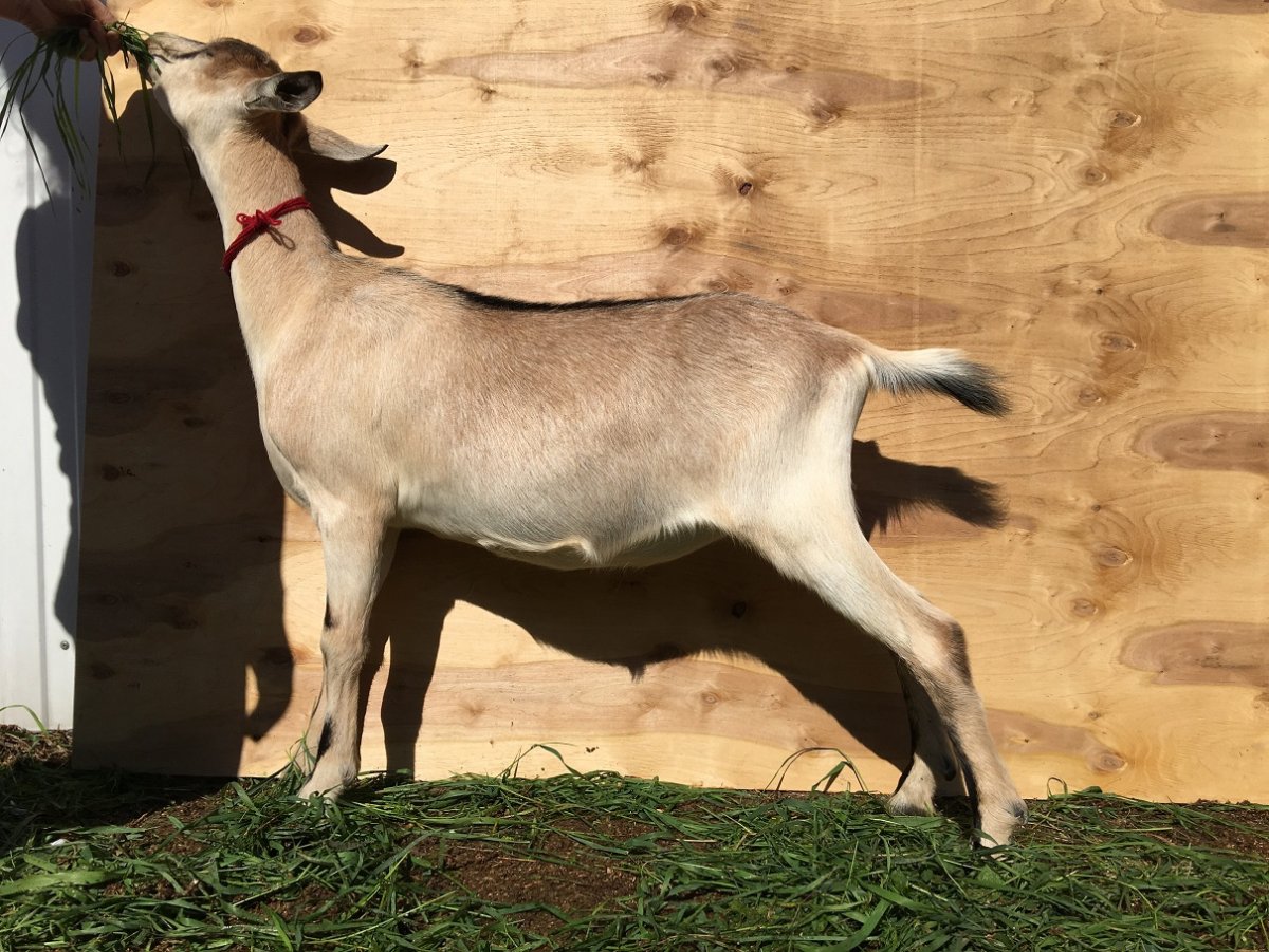 Франко Альпийские козы