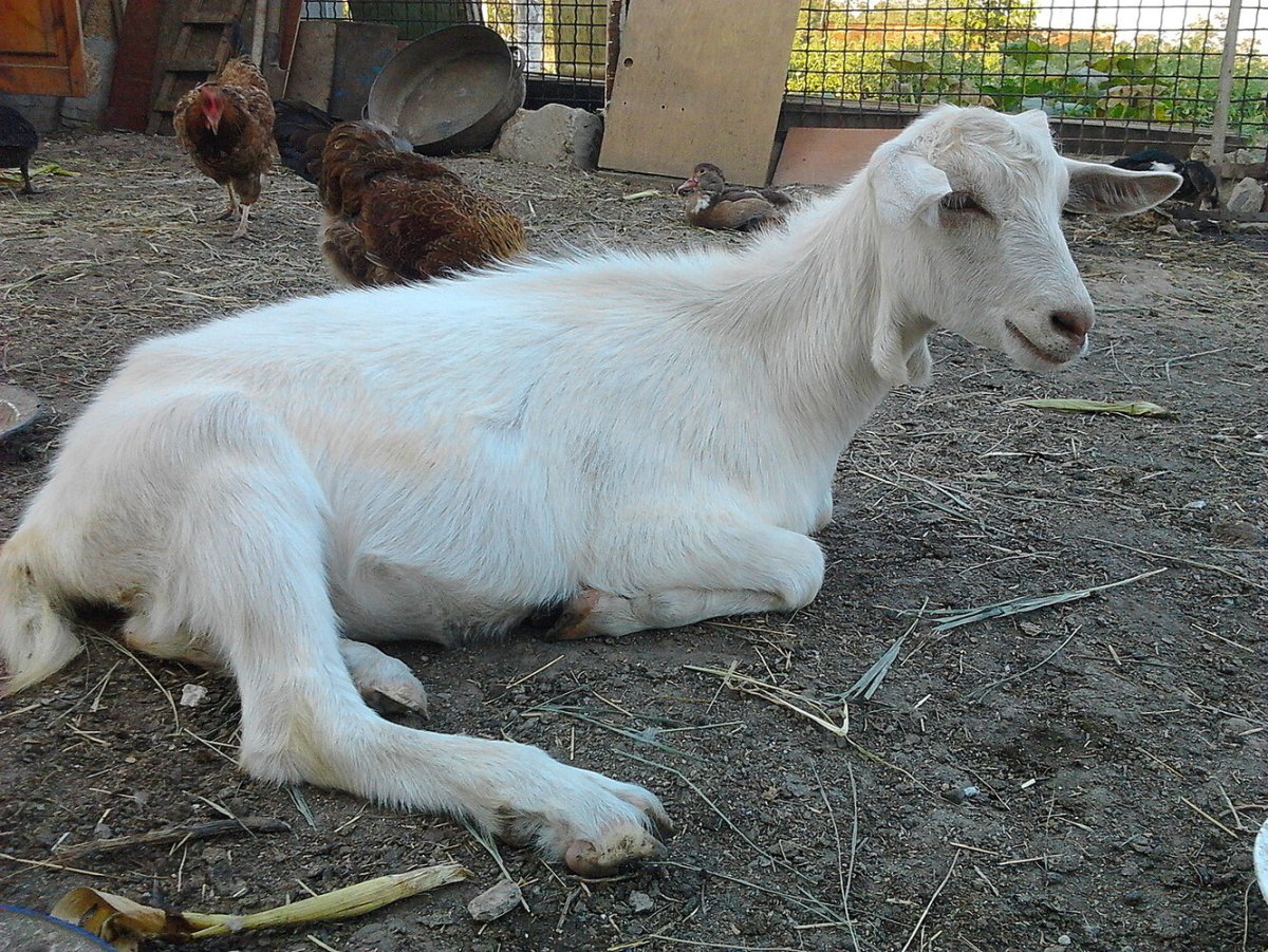 Сибирская порода коз