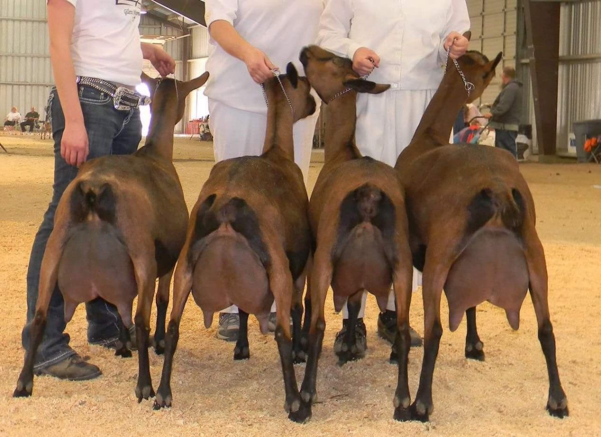 Оберхасли коза