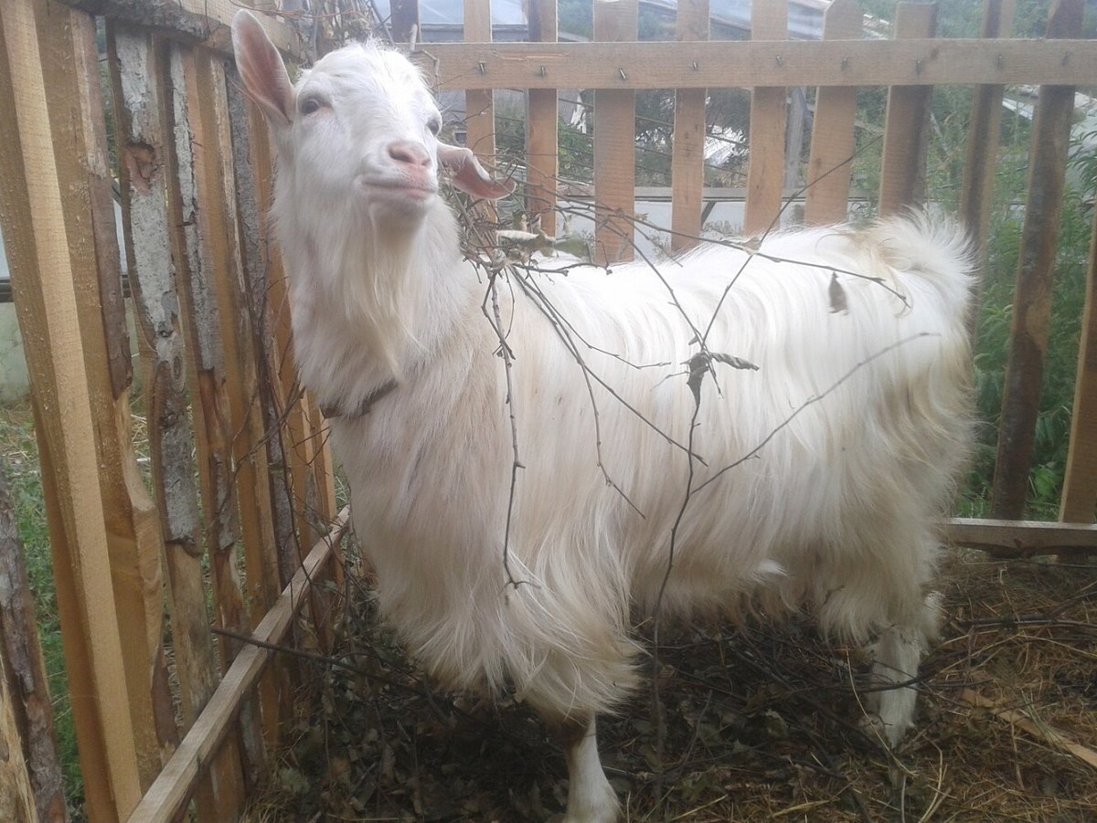 Горьковская порода коз