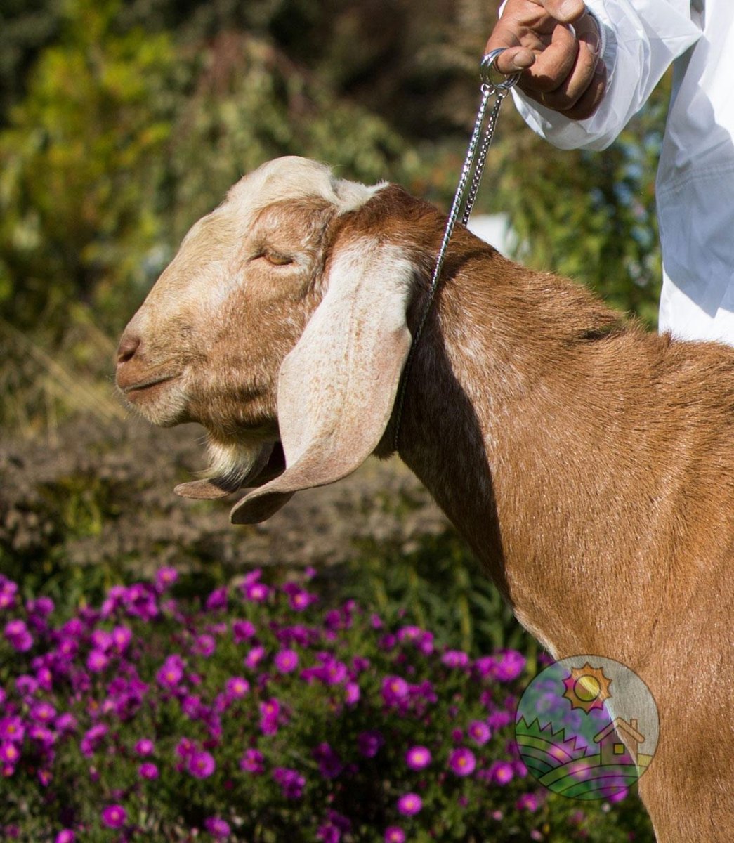 Козы нубийской породы