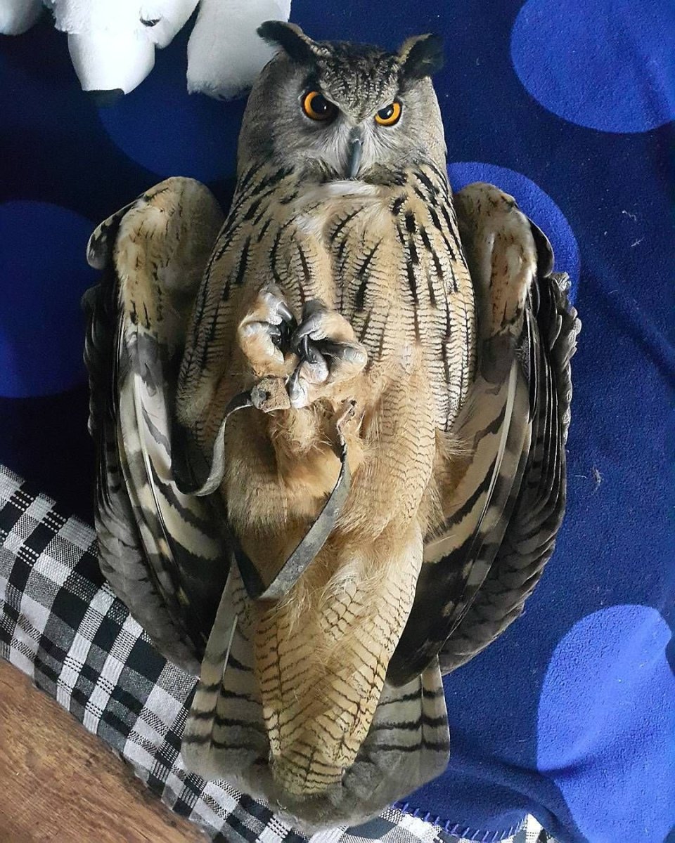 Филин фублин