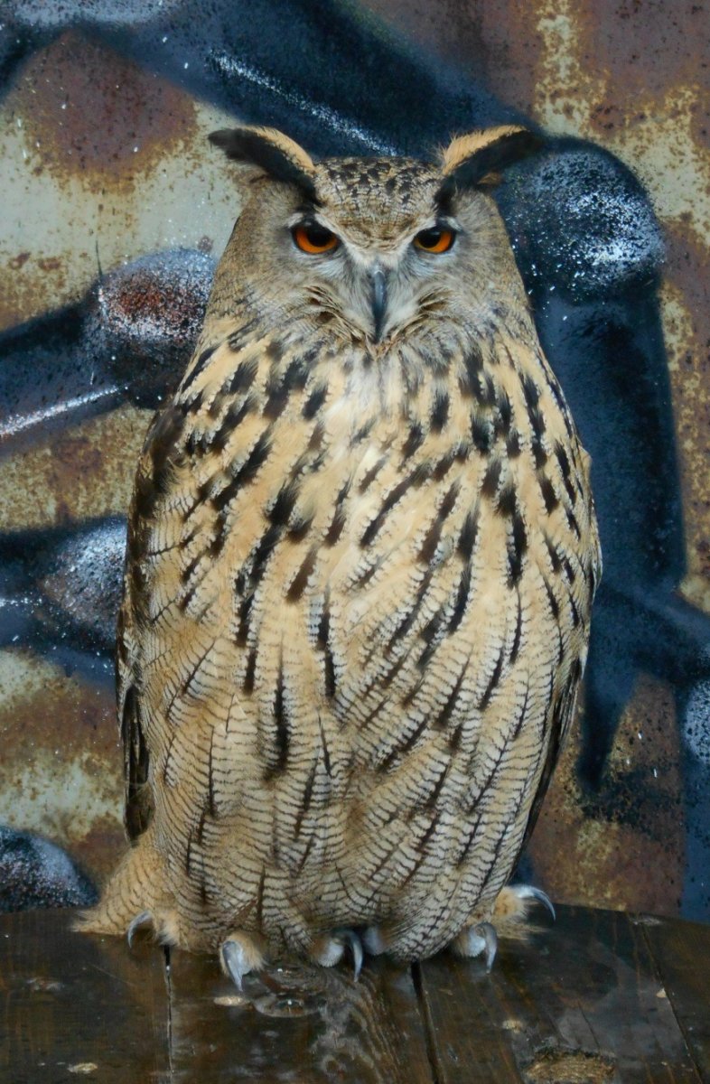 Филин фублин