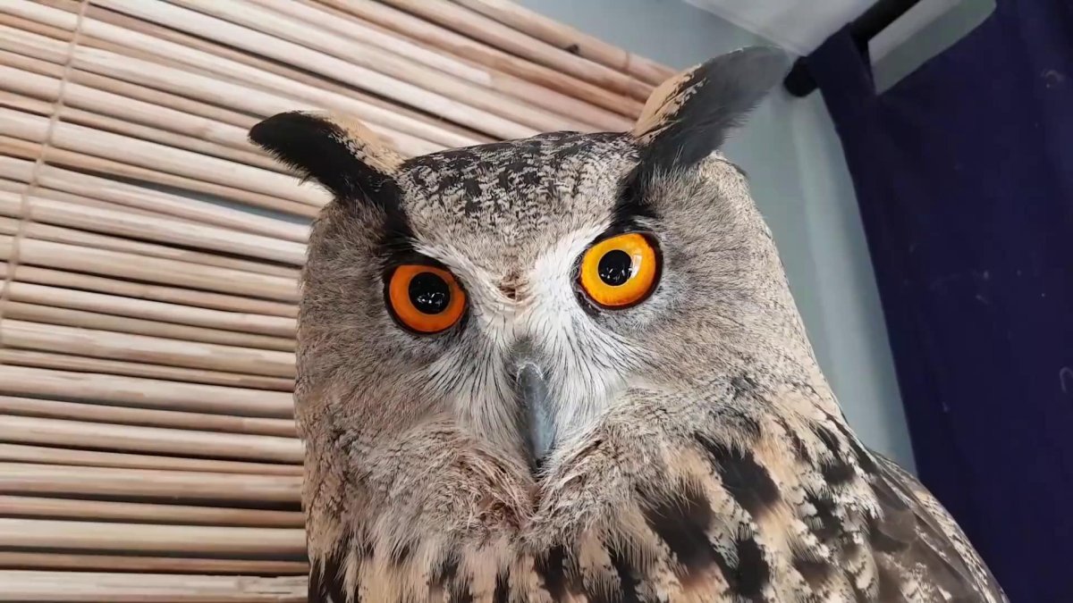 Филин ёль угу