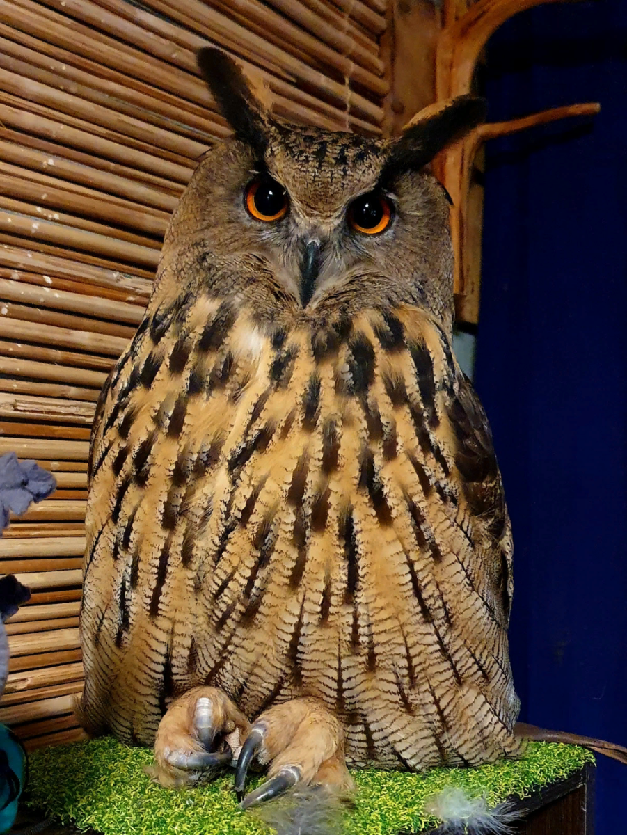 Ушастая Сова ёль