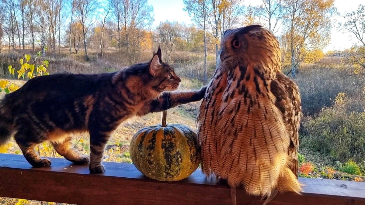 Кошка Морошка Yoll