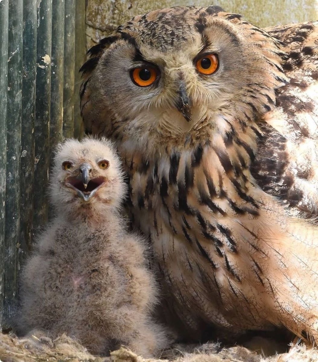 Сова Yoll маленькая