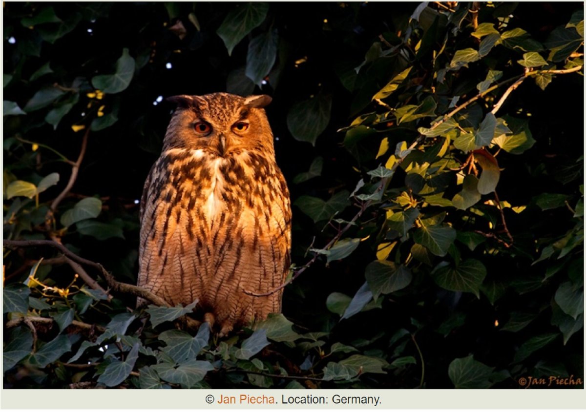 Филин фото в графике нового года