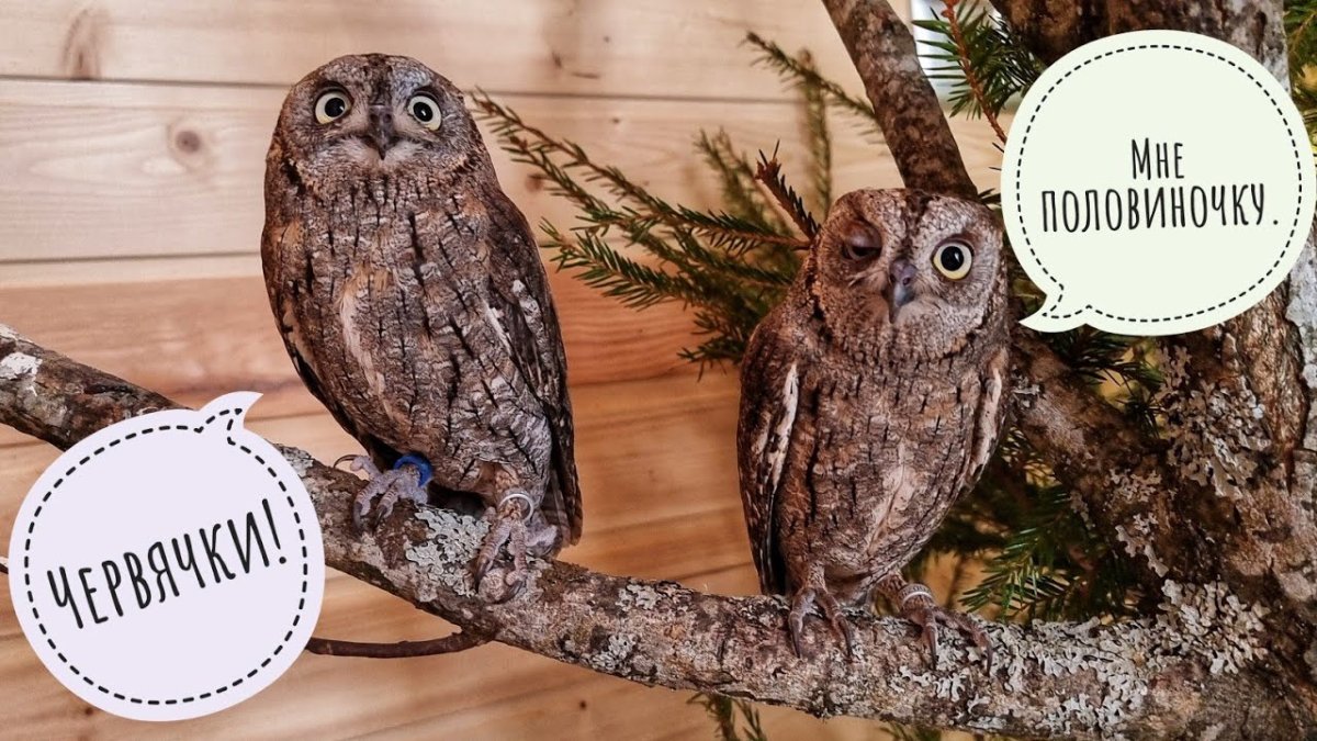 Сова своими руками