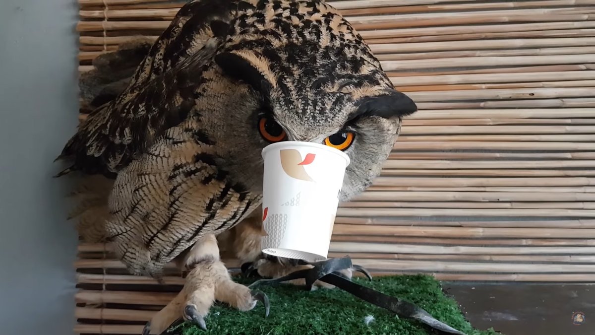 Филин ёль и кофе с совой