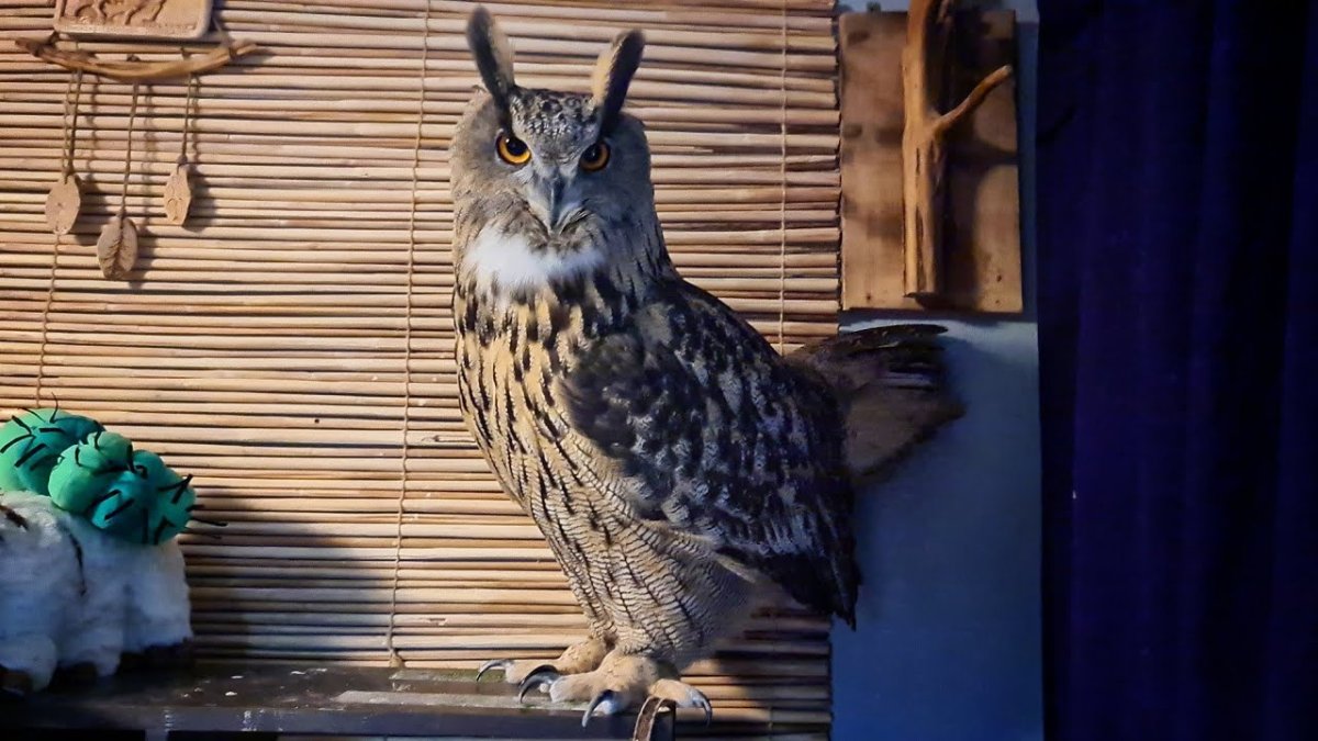 Сова Филин ёль