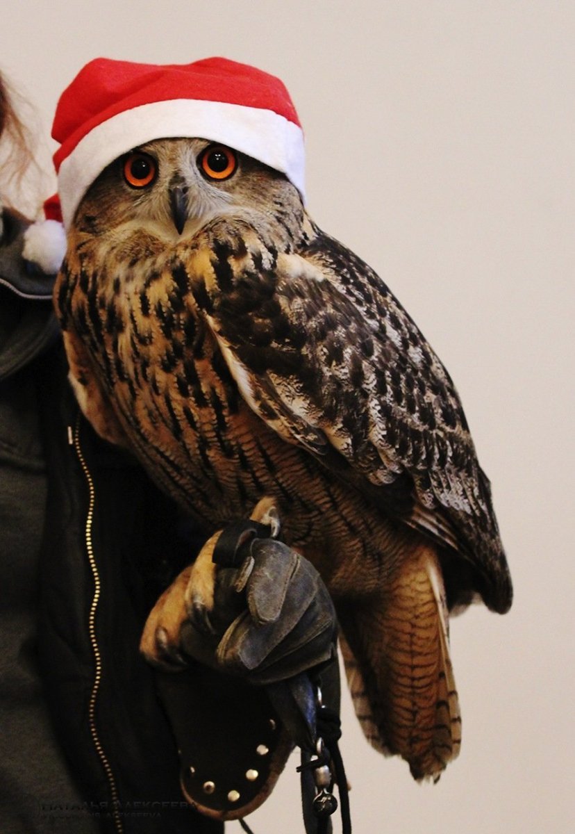 Филин Йолль