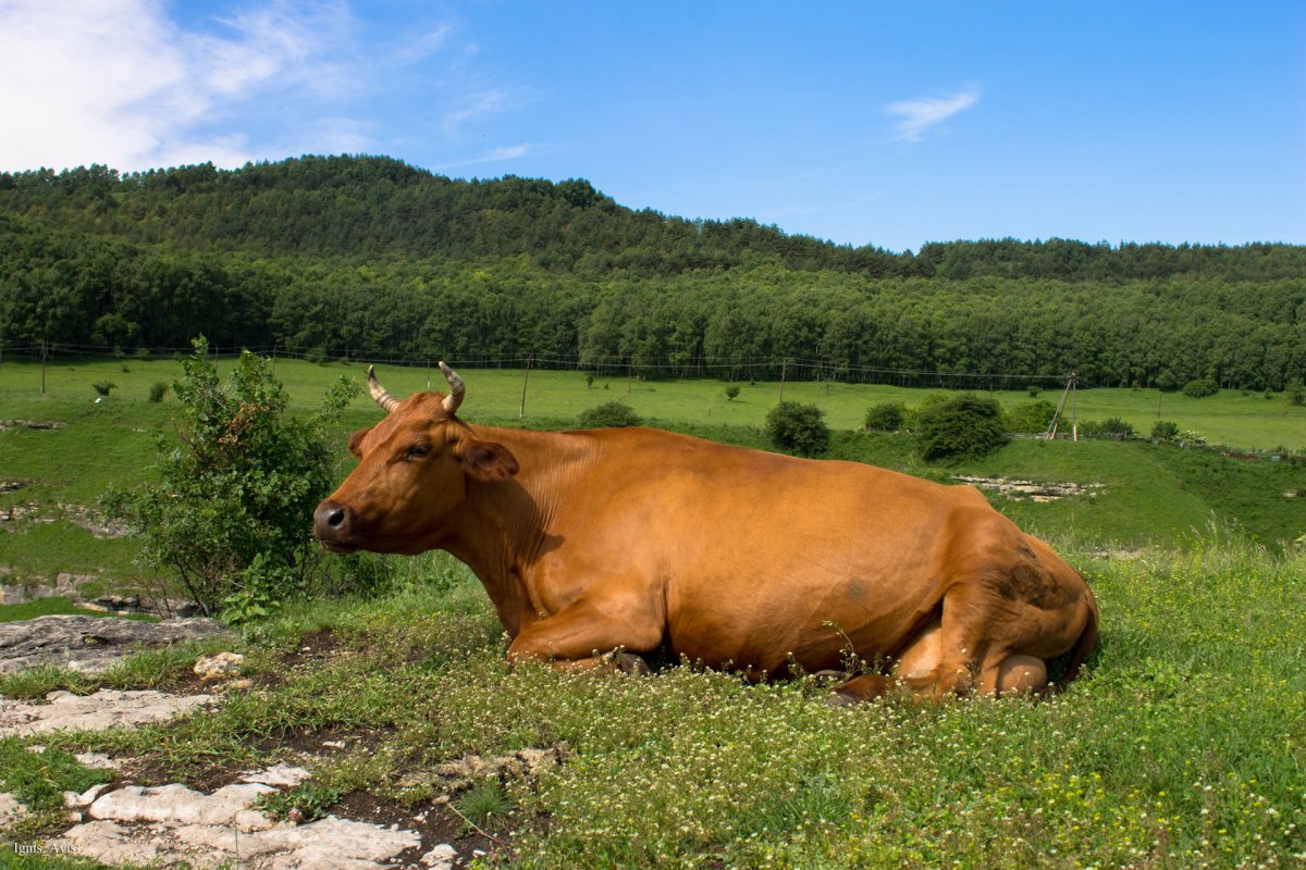Бык с плугом