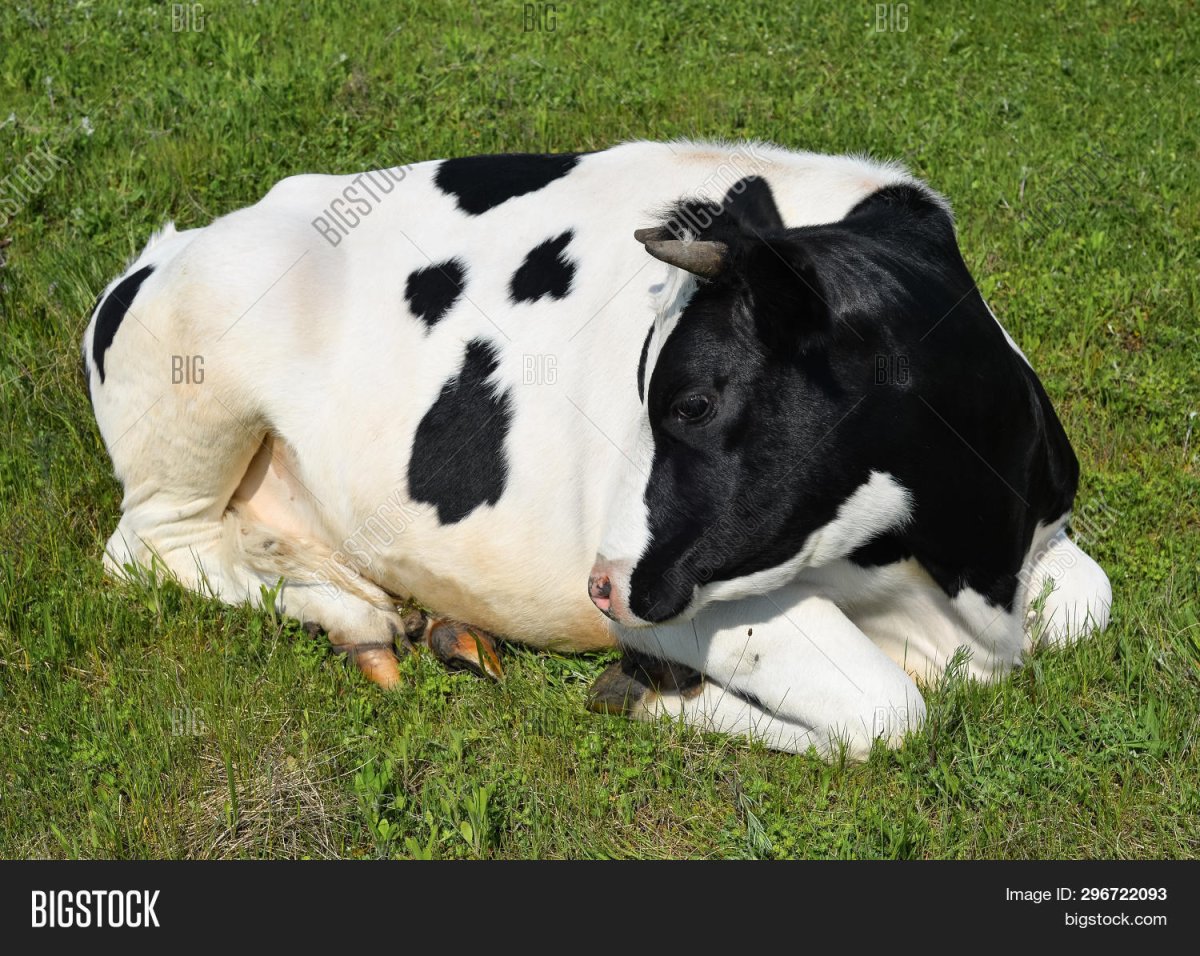 Лежачая корова