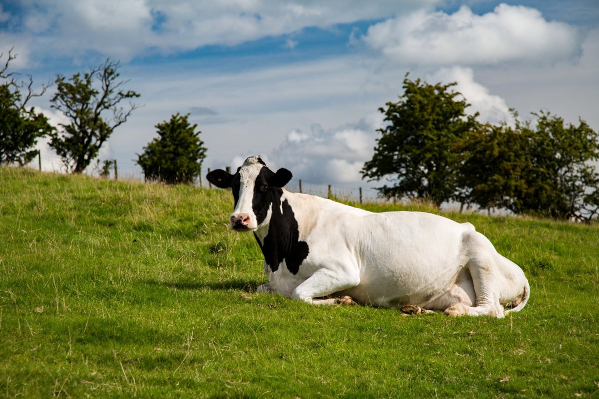 Пегая корова
