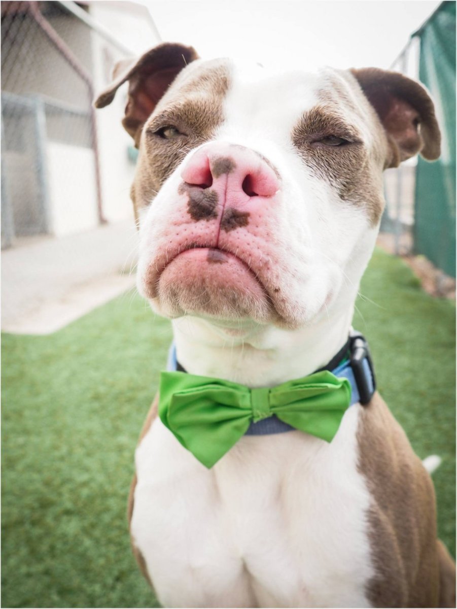 Собака с тупой мордой