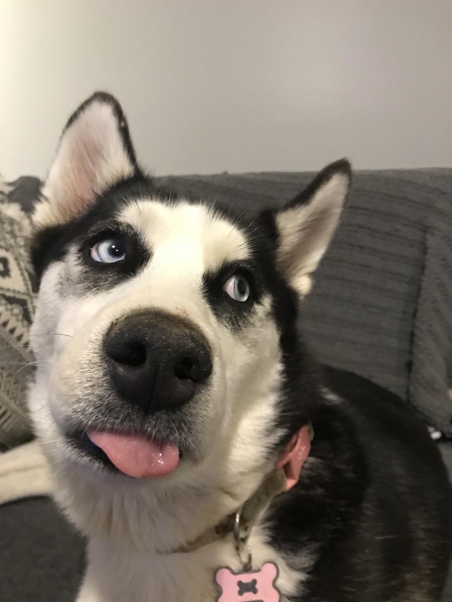 Забавные хаски