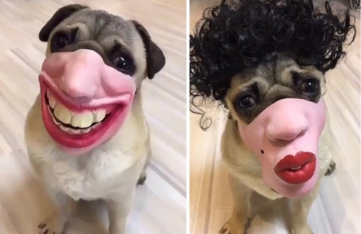 Смешные намордники для собак