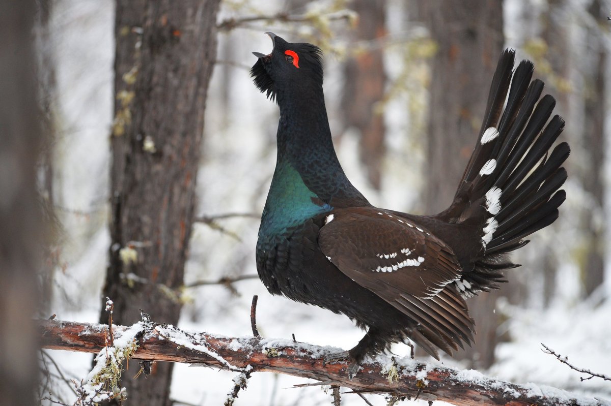 Баргузинский заповедник Глухарь