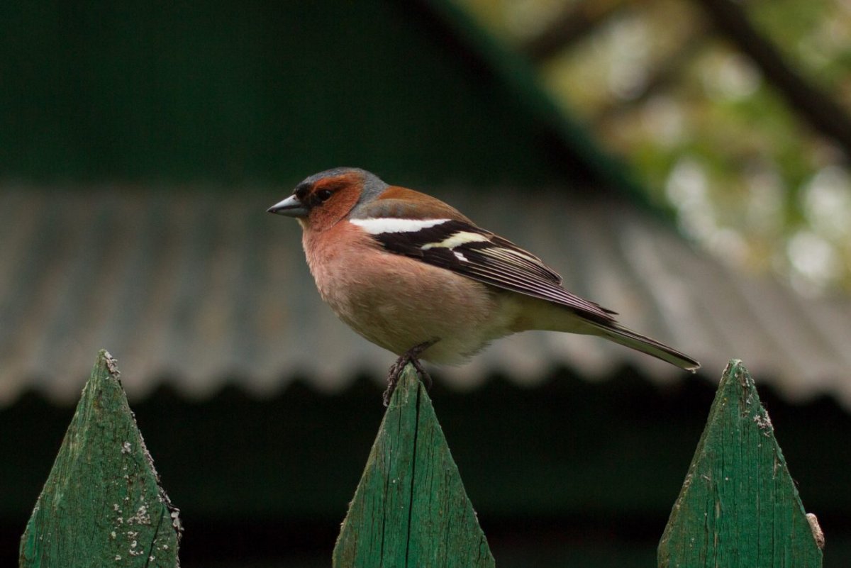 Птица прокурор