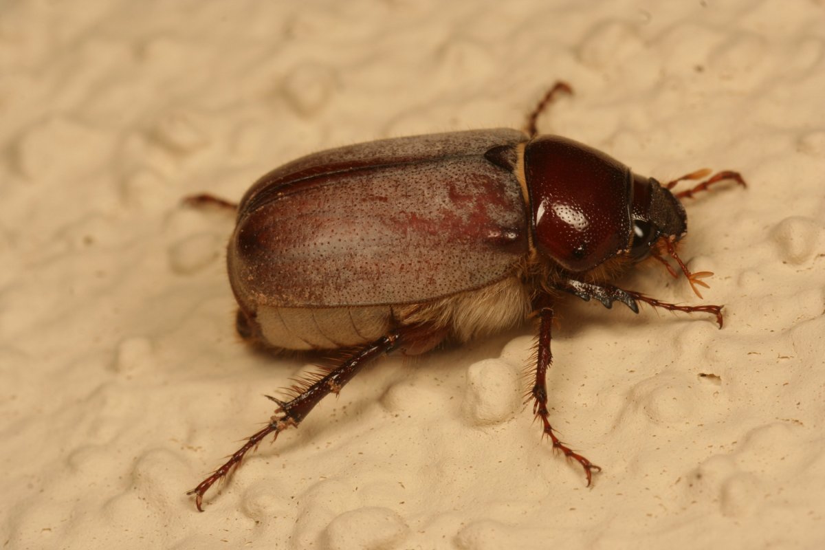 Мучной хрущак