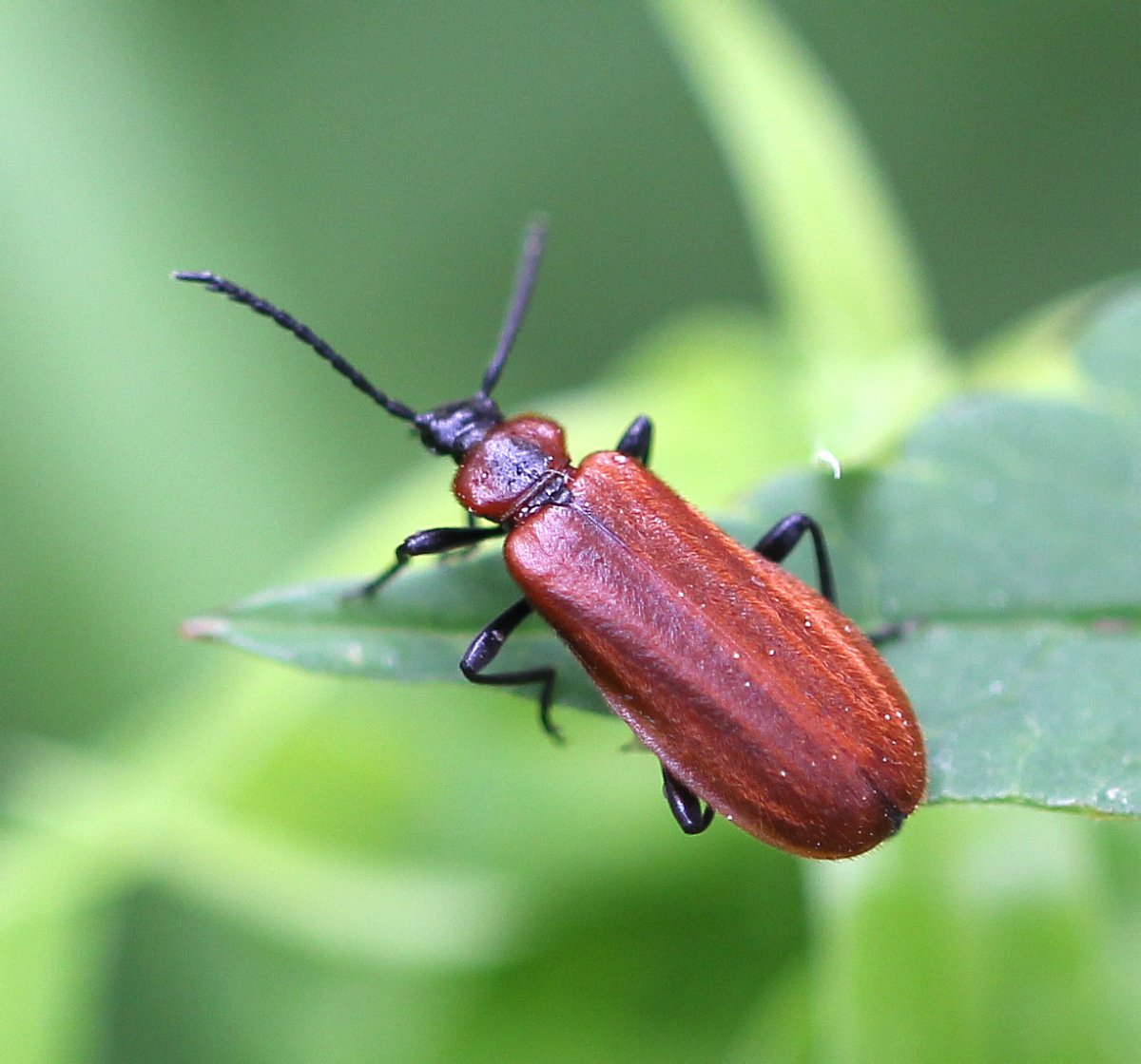 Жук июньский хрущ