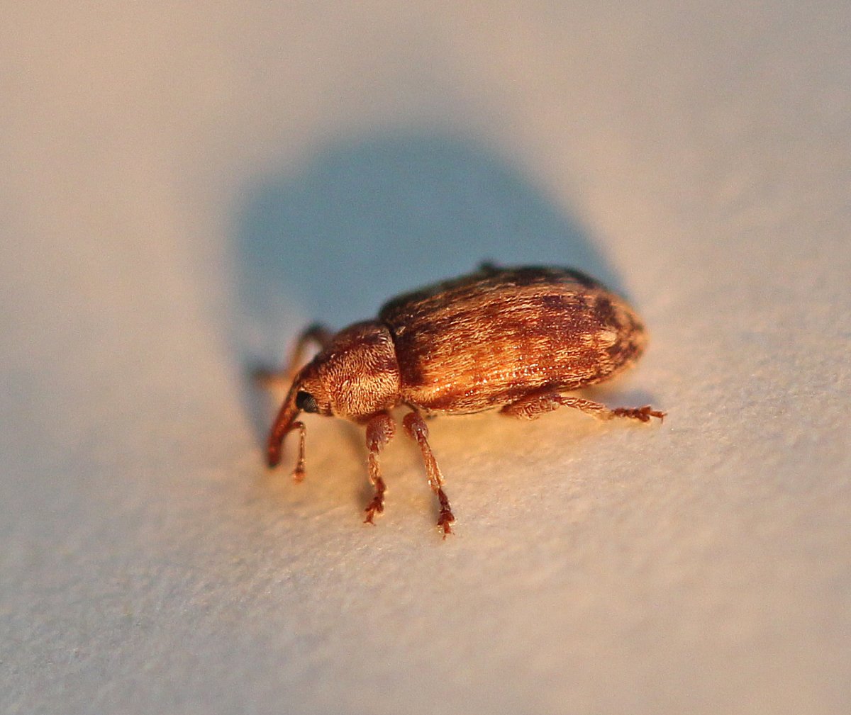 Коричневые жуки с крыльями в квартире