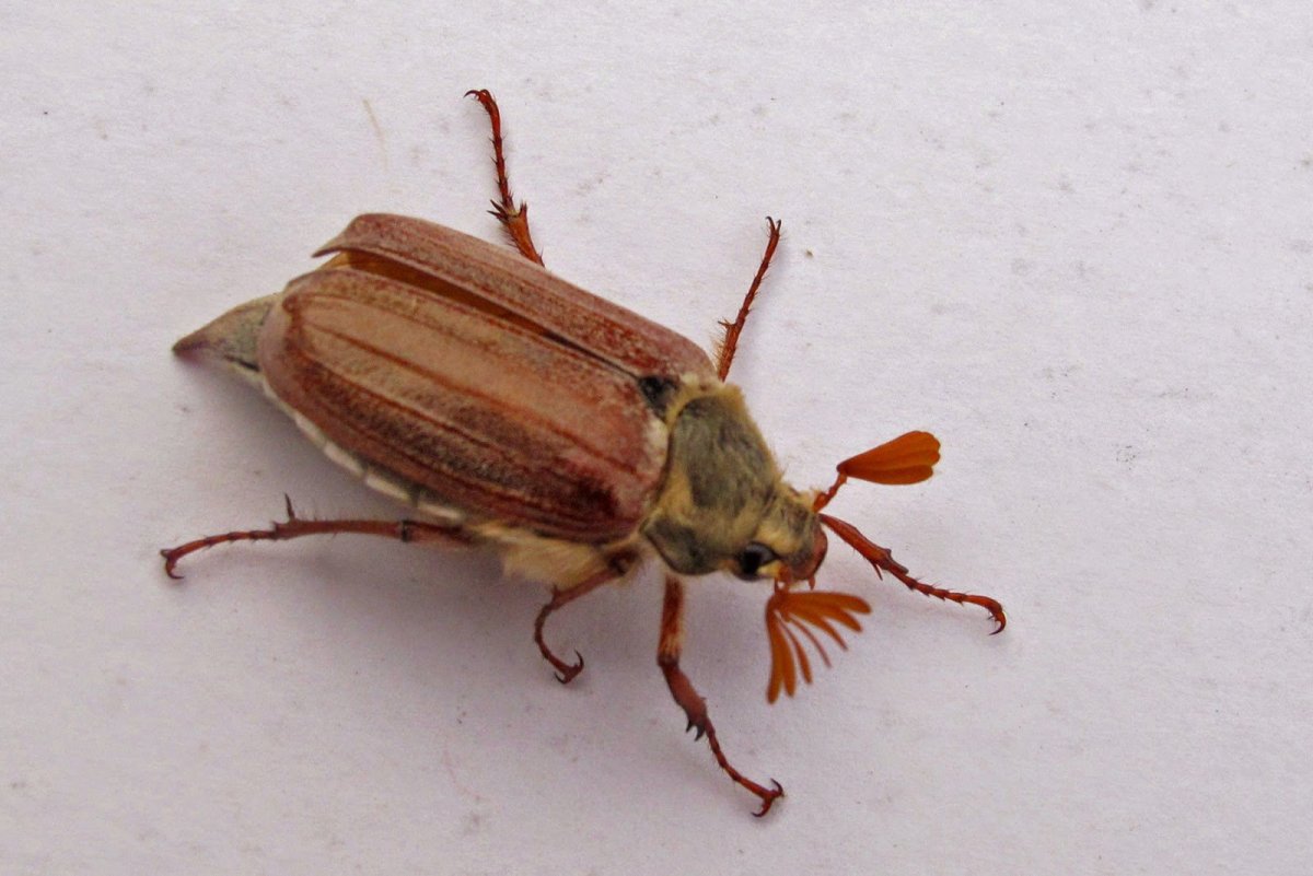 Коричневый Жук