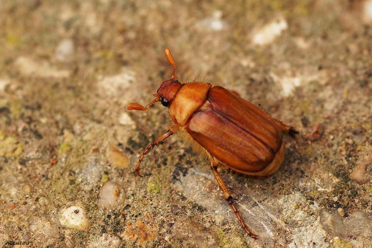 Жук Жесткокрылый коричневый
