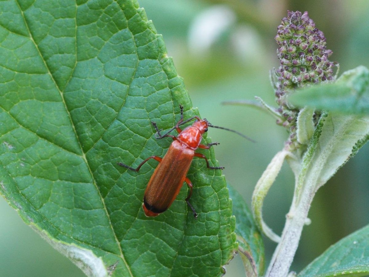 Жук пискунчик