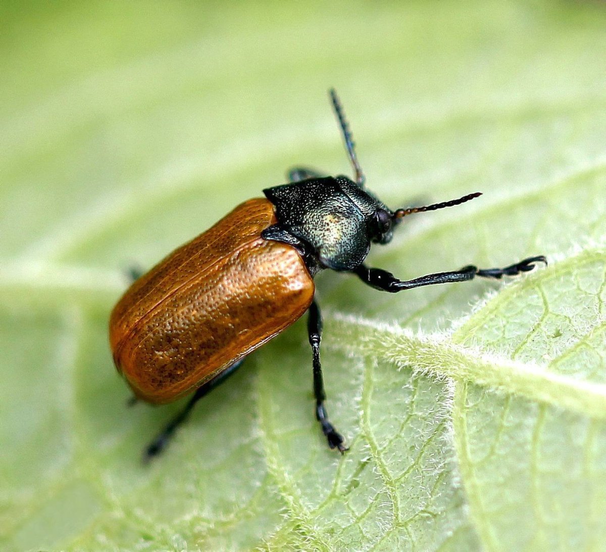 Луговой Хрущик Жук