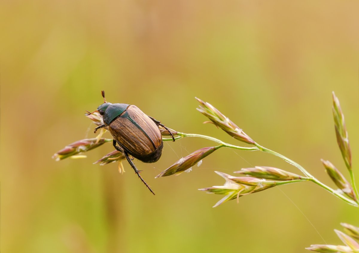 Жук путешественник