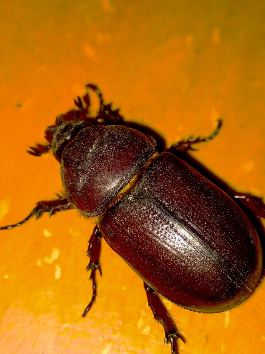 Кубозоль красно-коричневый Жук