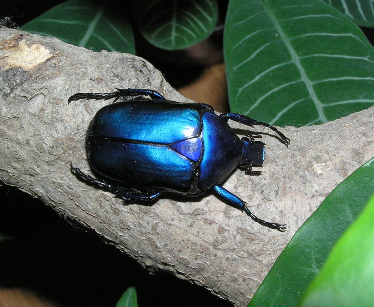 Torynorrhina flammea