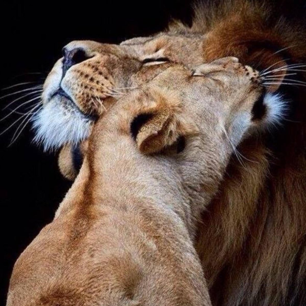 Картинка с львицей спасибо за внимание