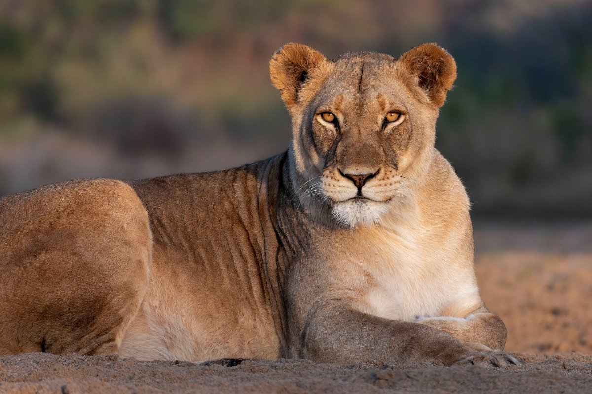 Львица фото