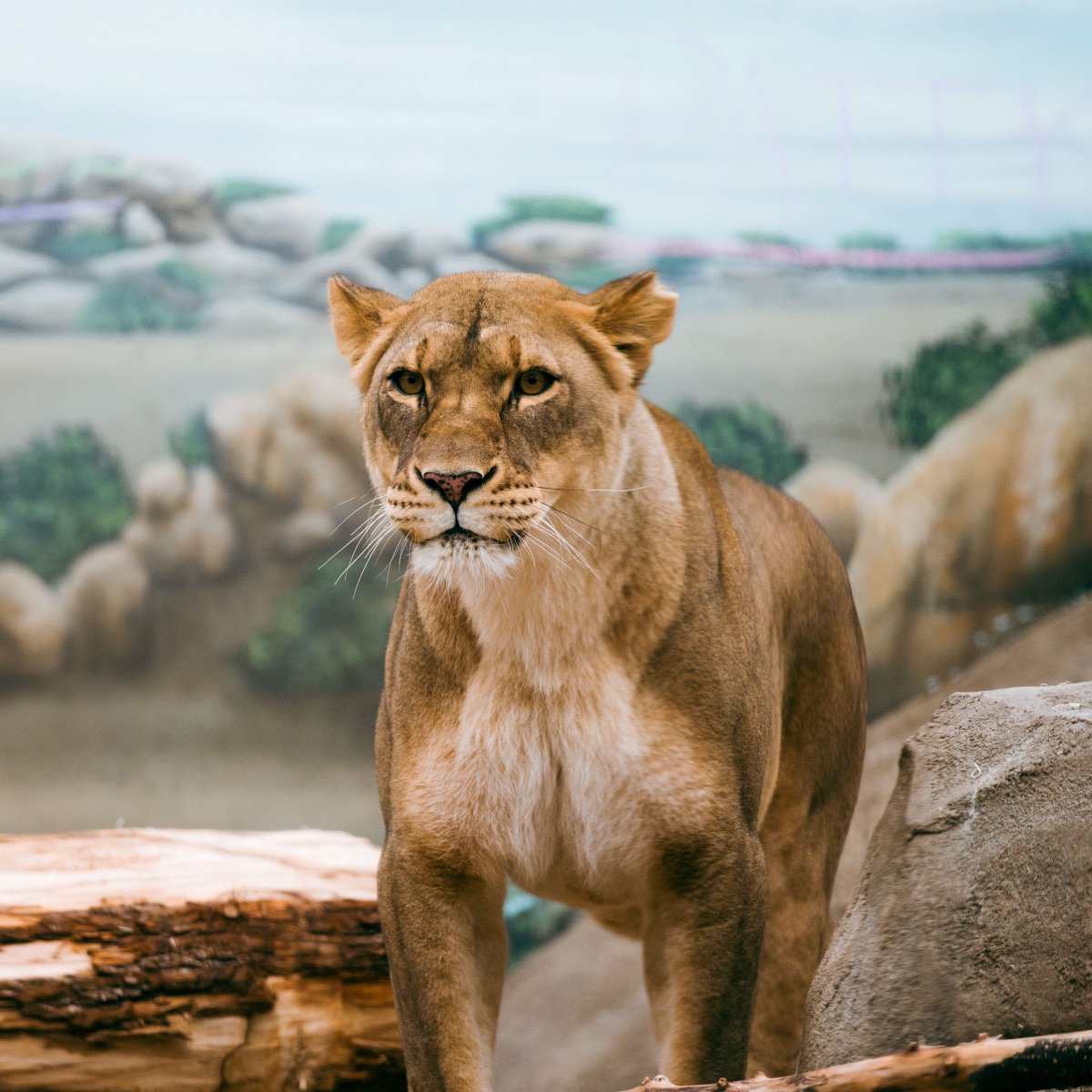 Леви львица