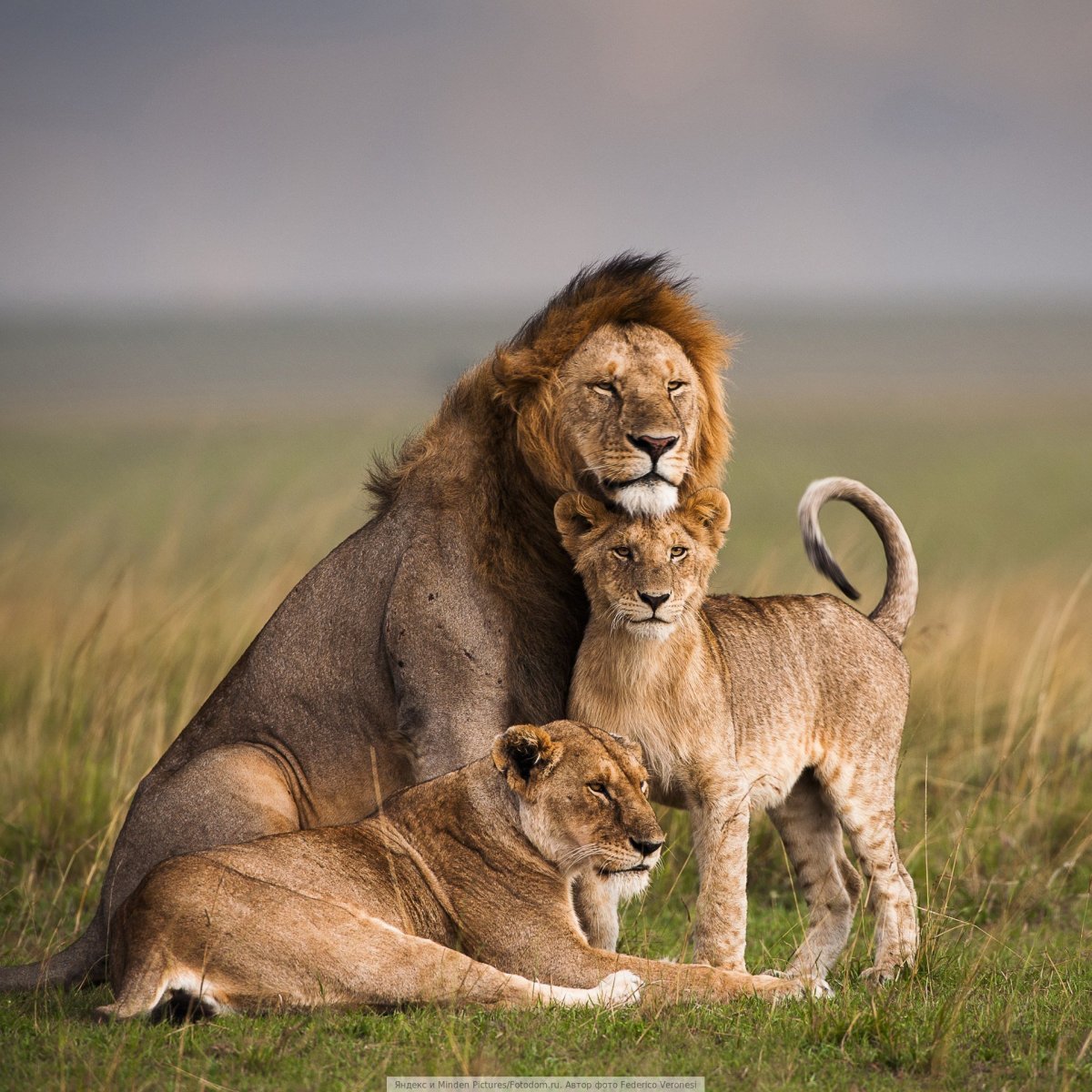 Саванна Прайд Львов