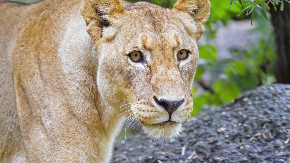 Обои на рабочий стол осень Золотая животные