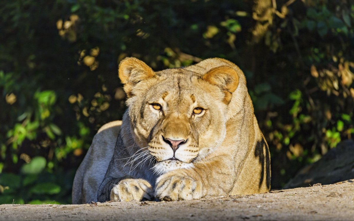 Хищные животные картинки красивые